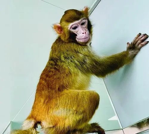 A cloned rhesus monkey.jpeg
