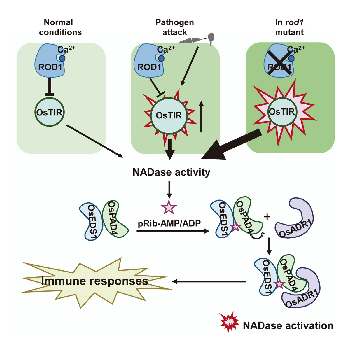 Working model of immune control mediated by an important immune network ROD1-OsTIR-EPA.jpeg Working model of immune control mediated by an important immune network ROD1-OsTIR-EPA.jpeg