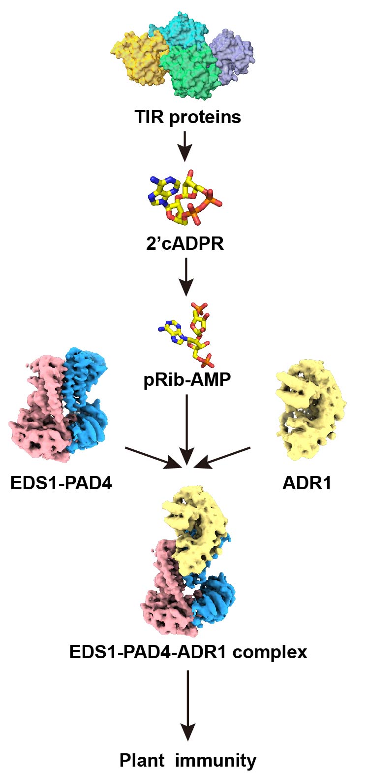 Hydrolytic conversion of TIR produced 2 Hydrolytic conversion of TIR produced 2