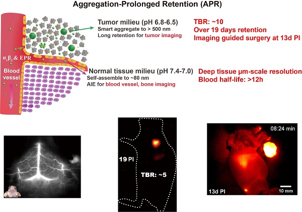 上海药物所等开发出智能自组装小分子探针用于近红外二区荧光成像